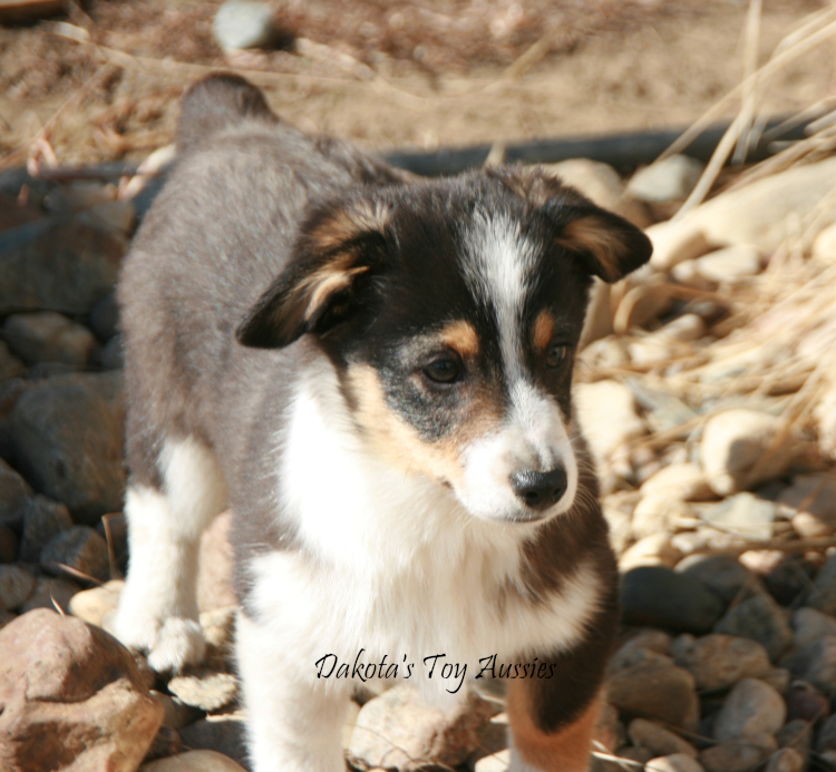 dakota toy aussies Mochi2